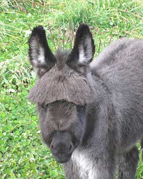 Critter Haven Farm Miniature Donkeys